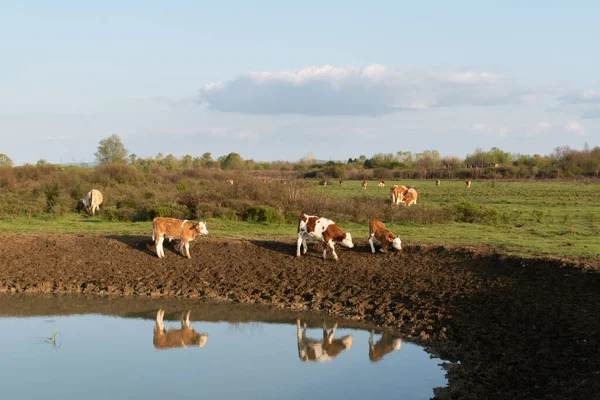 Bezerros Buraco Rega Que Refletem Água Paisagem Rural — Fotografia de Stock