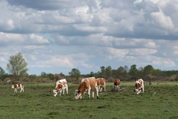 Cow herd grazing in pasture on cloudy day, domestic animals with orange-white hair outdoors in field in spring