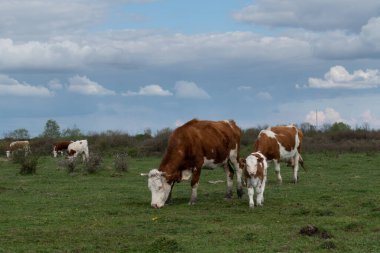 İnek otlağı ve buzağılar otlakta, evcil hayvanlar ve yavrular serbest alanda
