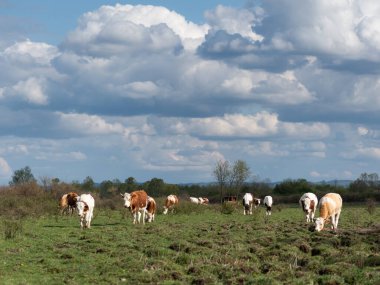 İnek sürüsü bulutlu bir günde otlakta yürüyor. Baharda evcil hayvan, gökyüzünde büyük kümülüs bulutlarıyla.