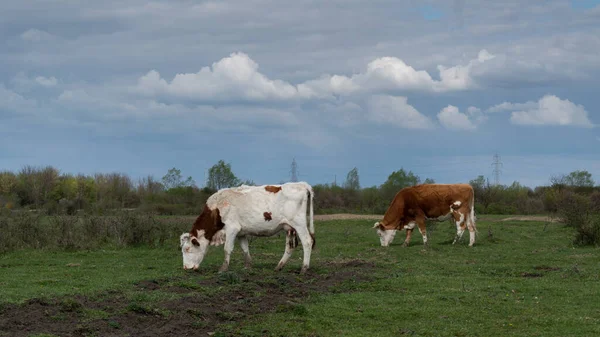Дві Корови Пасуться Хмарному Дні Домашні Тварини Вільному Сільському Господарстві — стокове фото