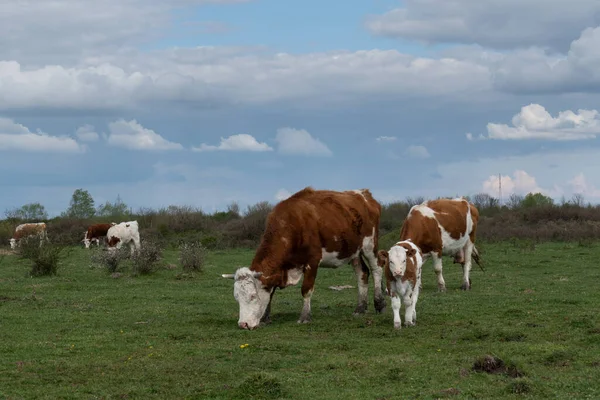 Puesto Pastoreo Vacas Terneros Pastos Animales Domésticos Crías Campo Libre —  Fotos de Stock