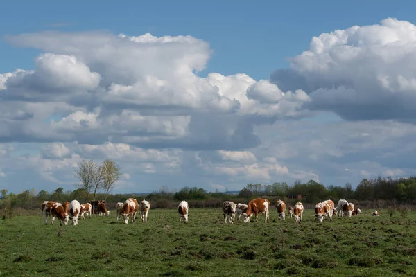 Bulutlu bir günde engebeli çayırlarda otlayan inekler sürüsü, baharda ovalarda evcil hayvan çiftliği, gökte kümülüs bulutları.