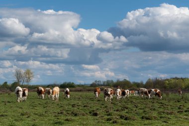 Bulutlu bir günde engebeli çayırlarda otlayan inekler sürüsü, baharda ovalarda evcil hayvan çiftliği, gökte kümülüs bulutları.