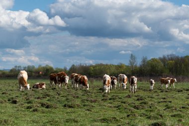 Bulutlu bir günde otlayan inekler sürüsü, baharda çiftçilik yapan evcil hayvanlar ve gökyüzünde kümülüs bulutları.