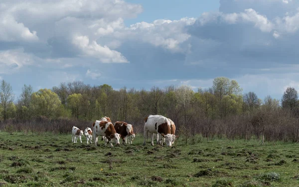 Αγέλη Αγελάδων Που Βόσκουν Ανώμαλο Βοσκότοπο Κατά Του Δάσους Συννεφιασμένη — Φωτογραφία Αρχείου