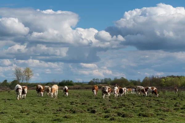 Manada Vacas Pastando Pastagem Acidentada Vista Frontal Dia Nublado Animais — Fotografia de Stock