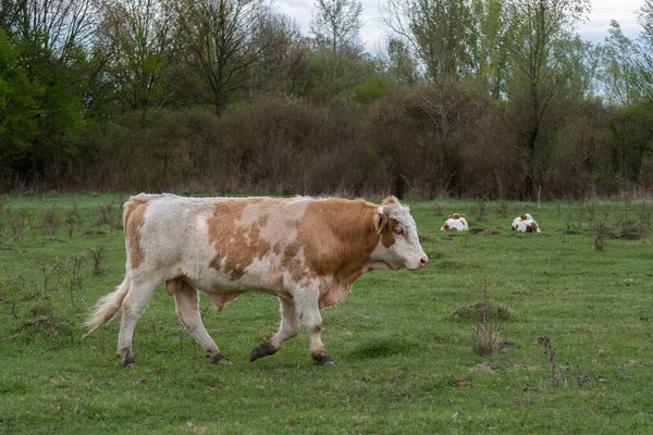 Side View Bull Walking Pasture Forest Cattle Free Range — Stock Photo, Image