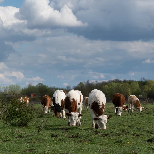 Manada Vacas Pastam Pasto Vista Frontal Pecuária Livre Alcance Primavera — Fotografia de Stock