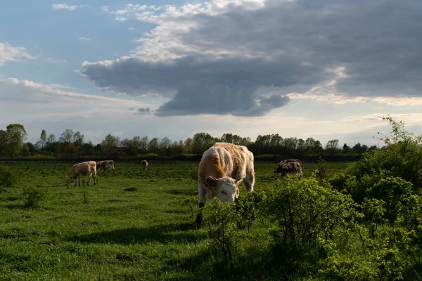 Αγελάδες Βόσκουν Βοσκότοπους Δραματικό Φως Κτηνοτροφία — Φωτογραφία Αρχείου