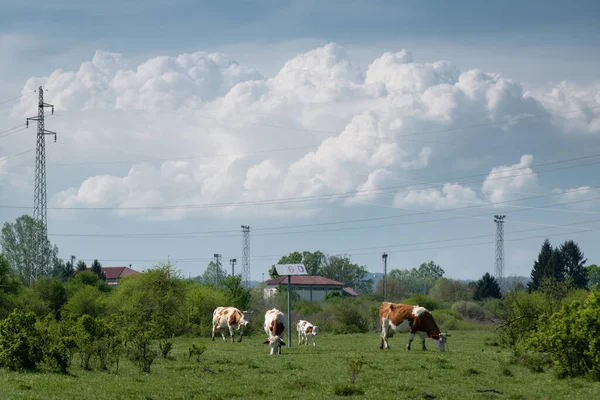 Ganado Pastos Contra Línea Transmisión Enorme Nube Marco Torres Eléctricas —  Fotos de Stock