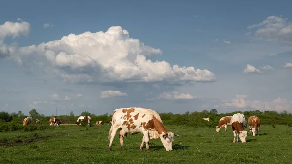 Herd of cows graze on pasture and big cumulonimbus cloud in sky, cows and clouds in spring