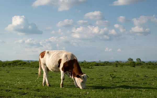 One Cow Graze Pasture Cumulus Clouds Sky Cattle Farming Countryside — Φωτογραφία Αρχείου