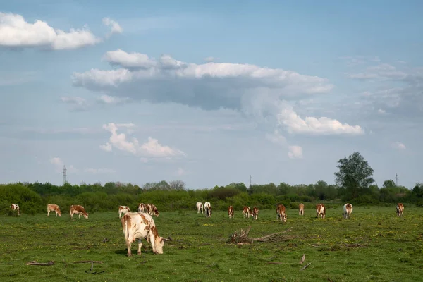 Cattle Graze Pasture Spring Big Cumulonimbus Cloud Forming Sky Free — 스톡 사진