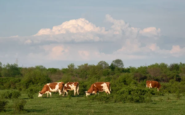 Cattle Graze Pasture Spring Huge Cumulonimbus Cloud Cow Farming Countryside — Φωτογραφία Αρχείου