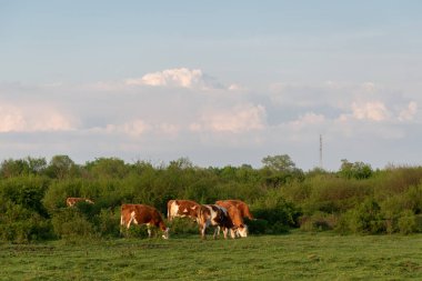 Büyük kümülonimbus bulutu, kırsal alanda inek çiftçiliği ve hava değişimi karşısında sığırlar baharda çayırlarda otlarlar.