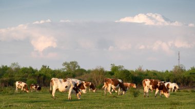 Cattle graze on pasture in spring against huge cumulonimbus cloud, cow farming in countryside and weather change