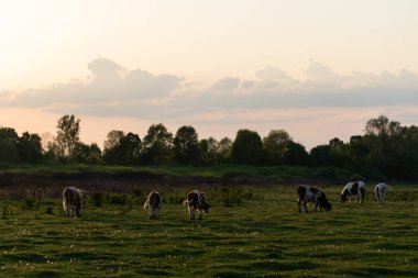 Parlak gökyüzü ve soluk kümülüs bulutuyla akşam otlayan sığırlar.