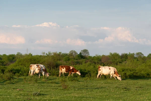 Cattle Graze Pasture Spring Huge Cumulonimbus Cloud Cow Farming Countryside — Fotografia de Stock