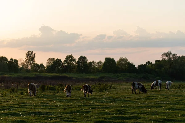 Cattle Graze Pasture Evening Bright Sky Pale Cumulus Cloud — Fotografia de Stock
