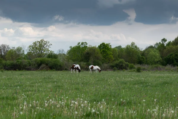 Two Horses Graze Pasture Cloudy Day Horses Free Range — Φωτογραφία Αρχείου