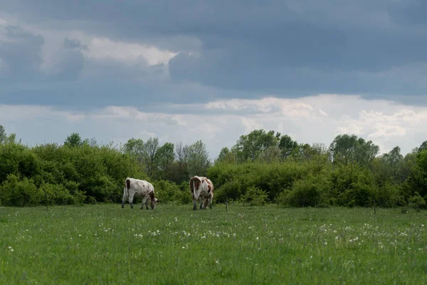 Cows Graze Pasture Overcast Day Two Cows Field — 스톡 사진