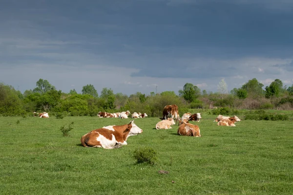 Cow Herd Lying Pasture Sunlight Dark Clouds Sky — Foto Stock
