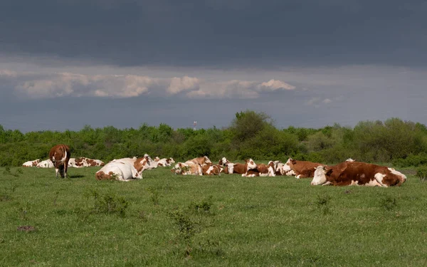 Cow herd lying down in pasture in sunlight, dark clouds in sky