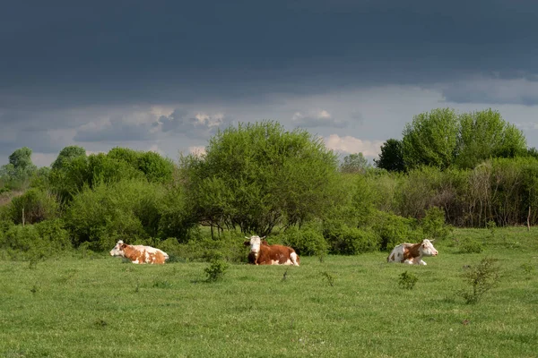 Cow Herd Lying Pasture Sunlight Dark Clouds Sky —  Fotos de Stock