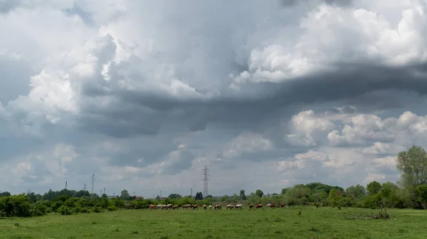 Cattle Herd Graze Pasture Dramatic Storm Cloud Domestic Animal Free — Stockfoto