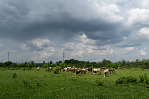 Cattle Herd Graze Pasture Dramatic Storm Cloud Domestic Animal Free — 스톡 사진
