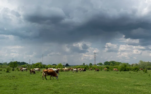 Cattle Herd Graze Pasture Dramatic Storm Cloud Domestic Animal Free —  Fotos de Stock