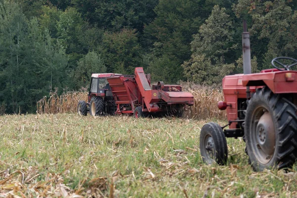 A tractor pulls a corn harvester and picks dry ripe corn in the field, an agricultural tractor attachment and field work in the fall, a field full of corn husk