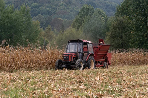 Tractor Pulls Corn Harvester Picks Dry Ripe Corn Field Agricultural — Stockfoto