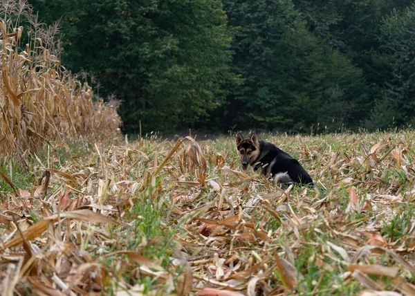 Black Orange Dog Looked Back His Tongue Out Harvested Corn — Stok fotoğraf