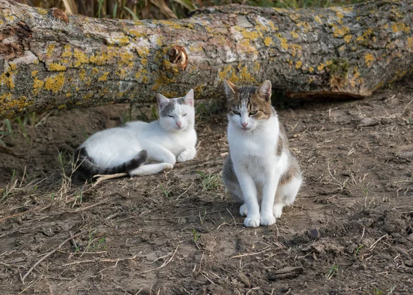 Two lazy cats in nature, a gray-white cat sitting on the ground in front of another cat lying lazily under a log with yellow lichens on its bark in autumn