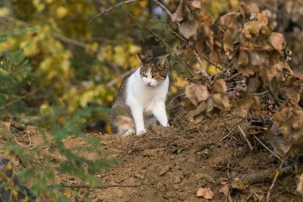Gray-white cat with serious face sitting on the ground surrounded by yellow and orange vegetation, pet in nature during autumn season