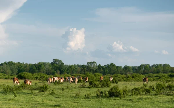 Αγελάδες Περπατούν Βοσκότοπους Βοοειδή Βοσκότοπους Την Άνοιξη — Φωτογραφία Αρχείου