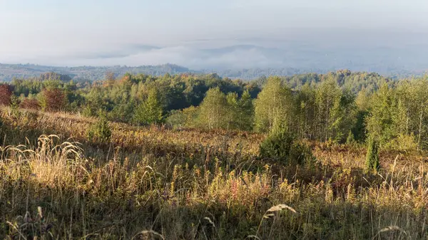 Landschaftspanorama Herbst Nebelschwaden Über Dem Bewaldeten Hügel — Stockfoto