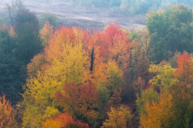 Sonbaharda yamaçta sisli renkli ağaçlar, doğada sonbahar renkleri