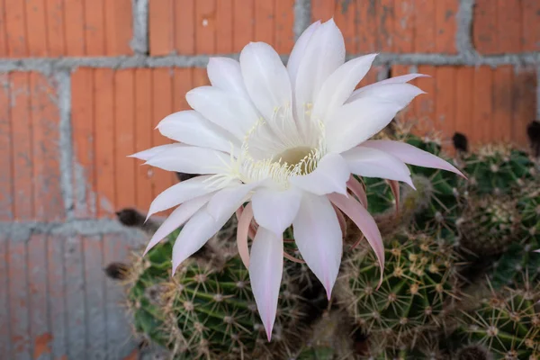 Velký Kaktusový Květ Zblízka Růžový Květ Opřený Zeď — Stock fotografie