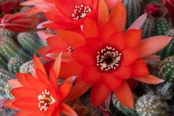 Živé Červené Květy Kaktusu Zblízka Kvetoucí Kaktus Létě — Stock fotografie