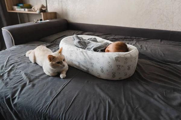 Nyfött barn i vardagsrummet som ligger på soffan i babykokongen med en katt. Selektivt fokus. Filmkorn — Stockfoto