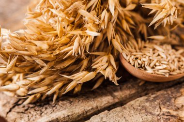 Sağlıklı, taze, kuru yulaf ezmesi, tahıl ve yulaf ezmesi. Cömert hasat. 