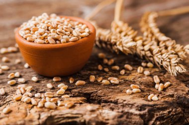 Taze buğday tanelerinin fotoğrafı. 