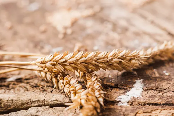 Čerstvá Pšeničná Zrna Mouka Plátky Chleba — Stock fotografie