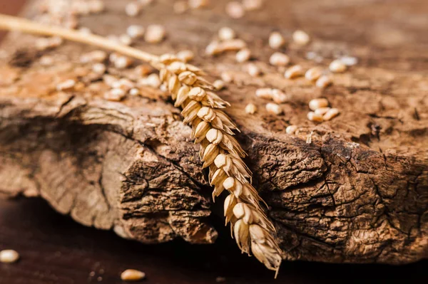 新鮮な小麦粒小麦の耳 — ストック写真