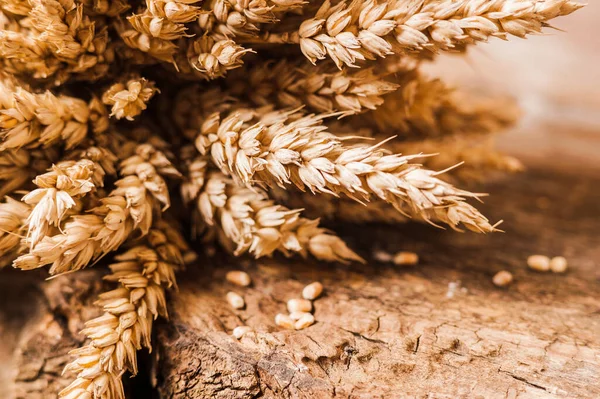 新鮮な小麦の穀物と小麦粉パンのスライス — ストック写真