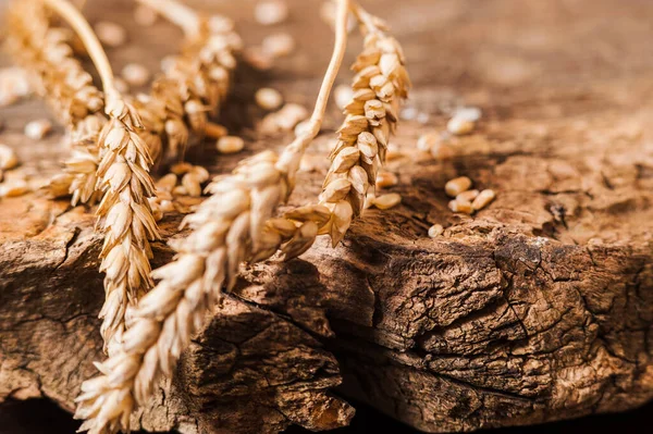 新鮮な小麦の穀物と小麦粉パンのスライス ロイヤリティフリーのストック写真