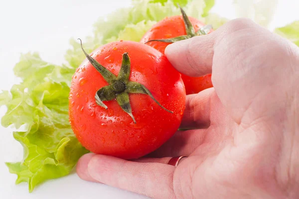 Fresh Tomatoes White Background Hand — Stock Photo, Image